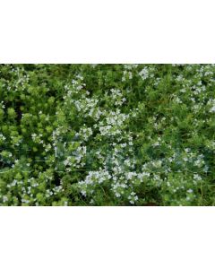 Thymus praecox 'Albiflorus' P9 / 24 per kist