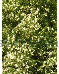 Cytisus praecox 40-60 cm C5