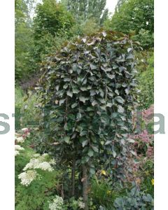 Fagus syl. 'Purpurea Pendula' C15 150 cm stam