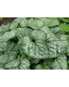 Brunnera macr. 'Jack Frost' C2