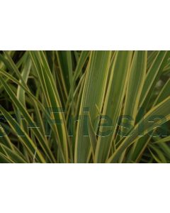 Phormium 'Duet' C7.5