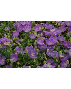 Campanula carp. 'Blaue Clips' P9 / 24 per kist