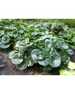 Asarum europaeum P9 / 24 per kist