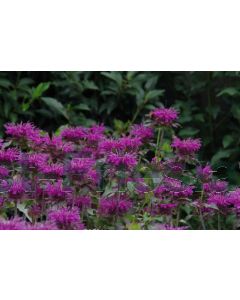 Monarda 'Scorpion' P9 / 24 per kist