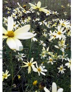 Coreopsis vert. 'Moonbeam' P9 / 24 per kist