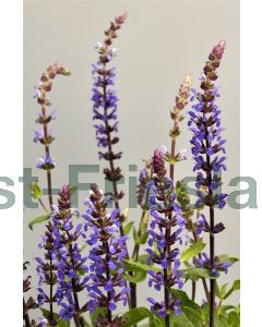 Salvia nem. 'Cara Donna' P9 / 24 per kist