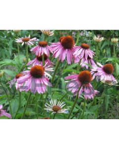 Echinacea purpurea P9 / 24 per kist