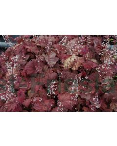 Heucherella 'Sweet Tea' P9 / 24 per kist