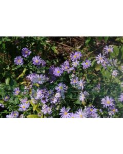 Aster frikartii 'Wunder von Stäfa' P9 / 24 per kist