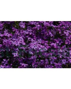 Phlox (S) 'Purple Beauty' P9 / 24 per kist