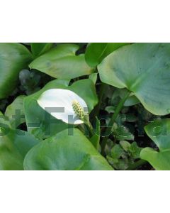 Calla palustris P9 / 24 per kist