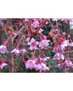 Prunus 'Okame' 175-200 cm C20