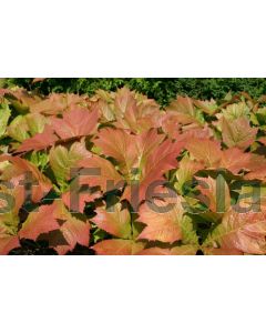 Rodgersia pinnata 'Superba' P9 / 24 per kist