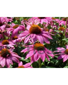 Echinacea purp. 'PowWow Wild Berry' P9 / 24 per kist