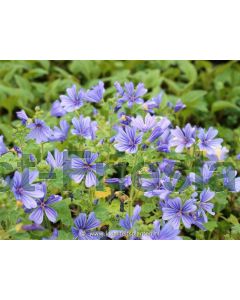 Malva sylvestris 'Primley Blue' P9 / 24 per kist