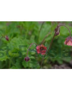 Geum riv. 'Leonard's Variety' P9 / 24 per kist