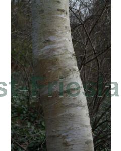 Betula utilis Jacquemontii 350-400 cm C75 Meerstam