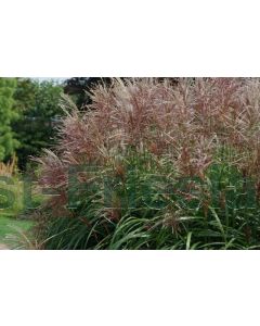 Miscanthus sin. 'Malepartus' P9 / 24 per kist