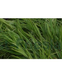 Hakonechloa macra  'Albostriata' P9 / 24 per kist