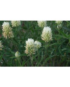 Trifolium ochroleucon P9 / 24 per kist