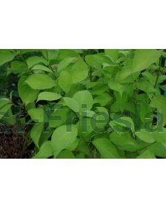 Cornus alba 'Aurea' C3