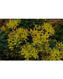 Sedum flor. 'Weihenstephaner Gold' P9 / 24 per kist