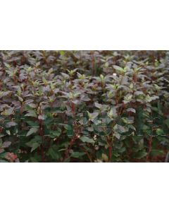 Physocarpus o.'Little Red Joker'® C3