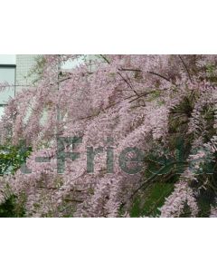 Tamarix tetrandra 80-100 cm C7.5