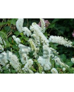 Actaea simp. 'White Pearl' C3