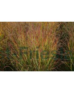 Panicum virg. 'Shenandoah' P9 / 24 per kist