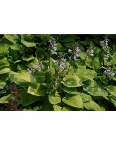 Hosta 'Sum and Substance' P9 / 24 per kist