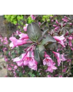 Weigela florida 'Foliis Purpureis' 30-40 kw 2-3 tak bos á 25 stuks