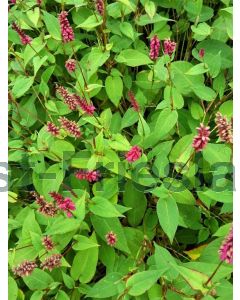 Persicaria ampl. 'Inverleith' P9 / 24 per kist