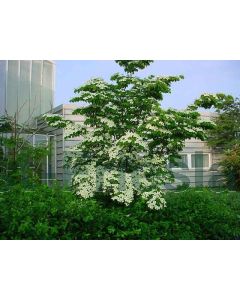 Cornus kousa 30-40 cm C2