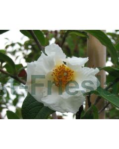 Stewartia pseudocamellia 175-200 cm C20