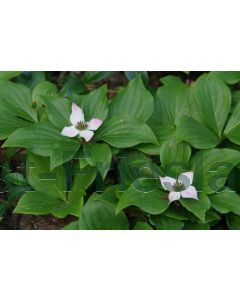 Cornus canadensis P11