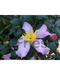 Camellia sasanqua 'Cleopatra' 175-200 cm C90