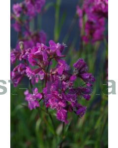 Lychnis viscaria 'Splendens' P9 / 24 per kist