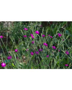 Lychnis coronaria P9 / 24 per kist