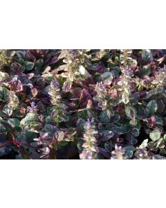 Ajuga reptans 'Burgundy Glow' P9 / 24 per kist