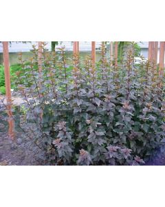 Physocarpus o. 'Diabolo'® C3