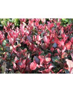 Photinia fras. 'Little Red Robin' C40 80 cm stam