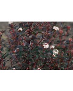 Physocarpus o.'Little Joker'® 30-40 cm C2