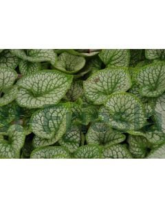 Brunnera macr. 'Sea Heart' P9 / 24 per kist