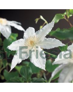 Clematis 'Gladys Picard' 75 cm C2