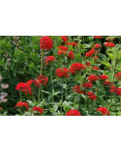 Lychnis chalcedonica P9 / 24 per kist