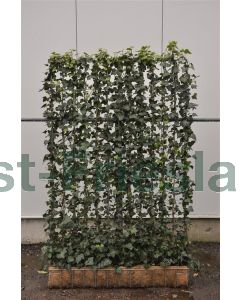 Hedera hel. 'Woerner' Haagelement b120 x h180 cm