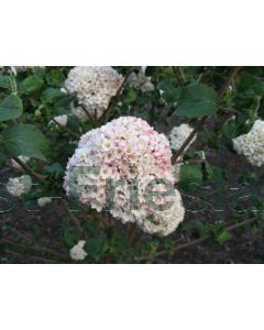 Viburnum carlcephalum 40-60 cm C3