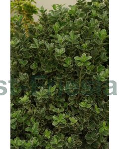 Euonymus j. 'Albomarginatus' 50-60 cm C10