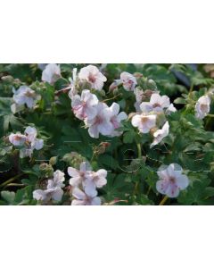 Geranium cant. 'Biokovo' P9 / 24 per kist